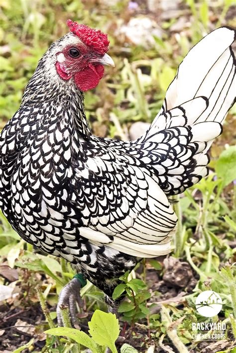 Fancy pigeons, chickens flock in the hundreds in Bulacan.